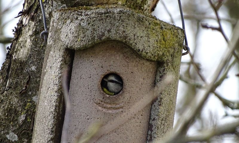 Blue Tit looking at camera through bird box hole