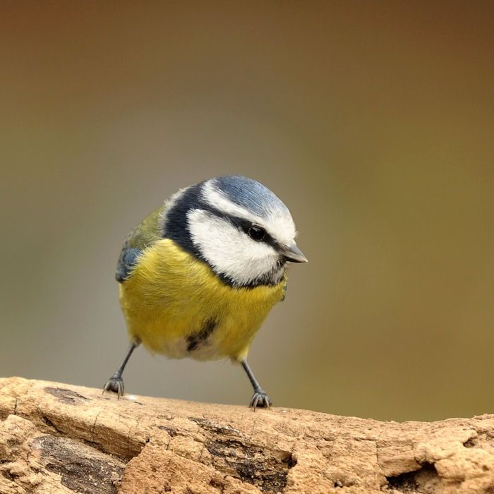 Blue Tit standing on log