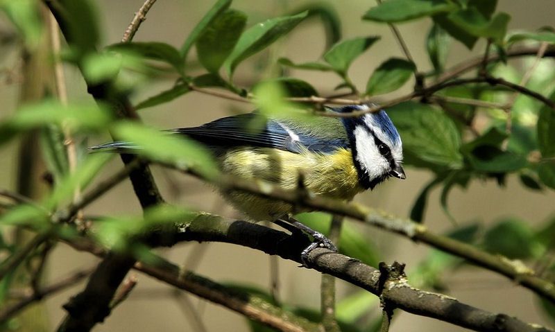 Blue Tit perched on branch