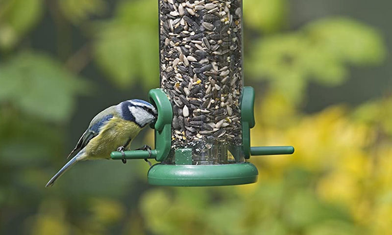 Blue Tit with his head inside the port hole of a seed feeder