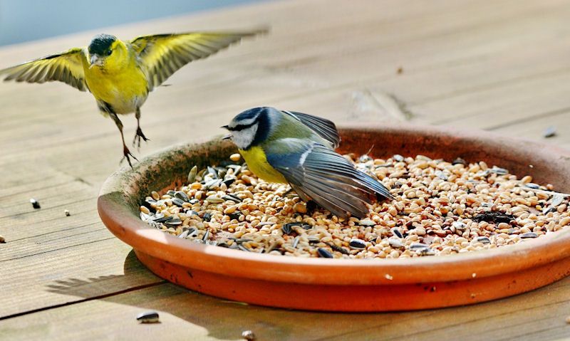 Blue Tits with a bowl of seeds on outdoor table