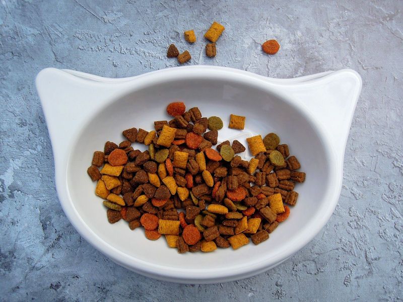 Bowl of dry cat food