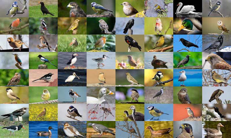 British birds list
