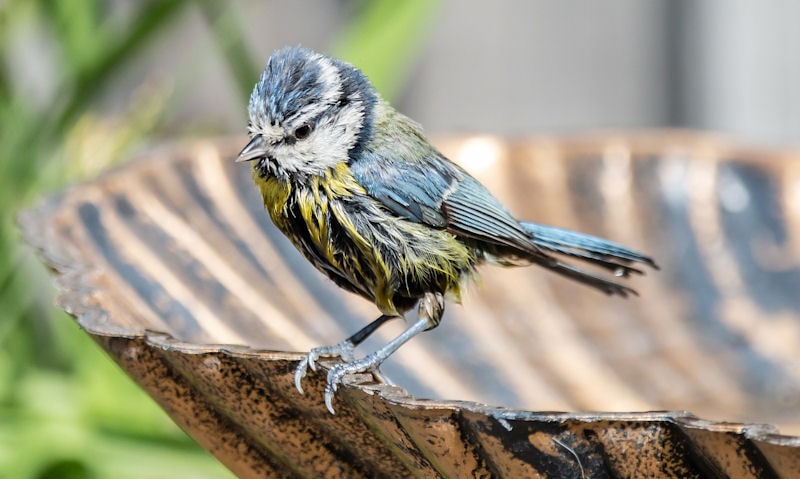 Young Blue Tit perched on rim of plastic bronze effect bird bath