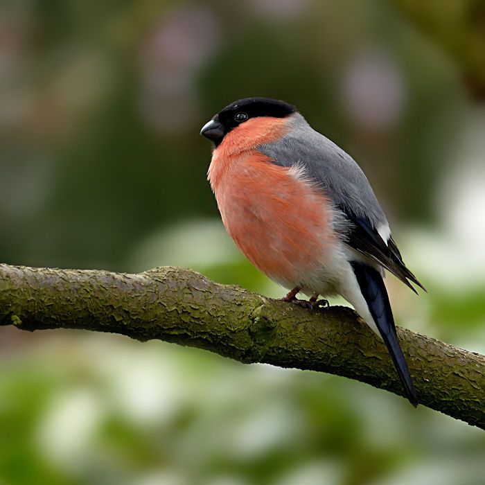 Male Bullfinch standing on branch