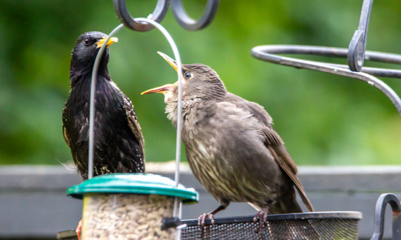 Blackbird and young perched on too close together hanging bird feeders