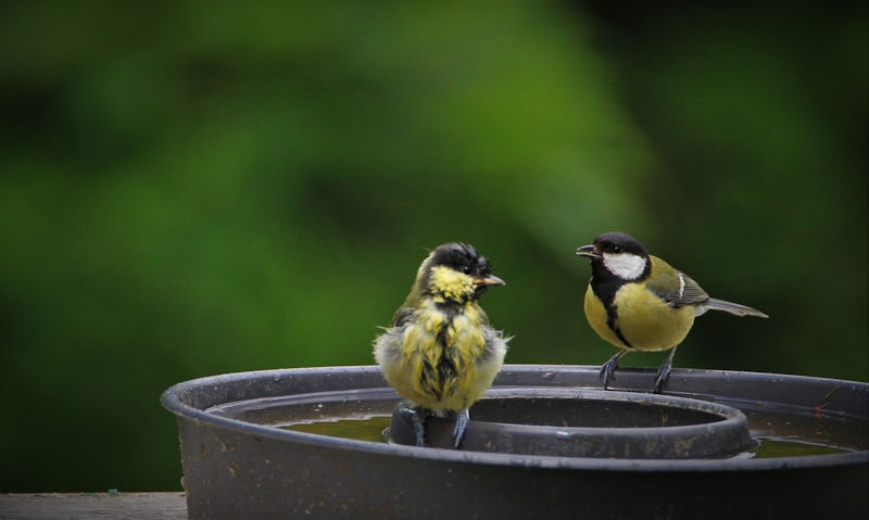 Great Tit and her chick perched around rim of metal bird bath