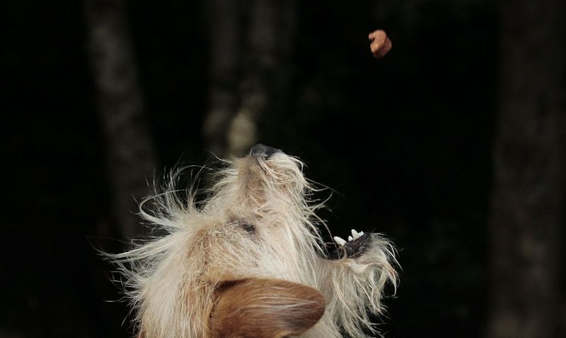 Dog jumping up to catch dog treat in air