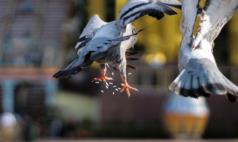 Seagulls scrap over grains over rice