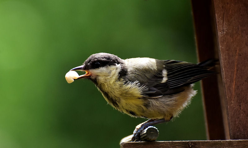 Great Tit perched on feeder along with peanut in beak