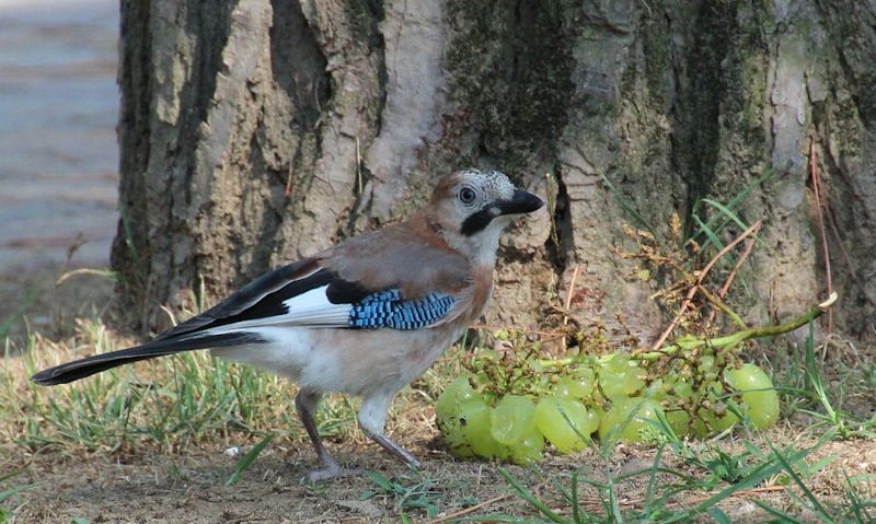 Jay bird eating a bunch of grapes