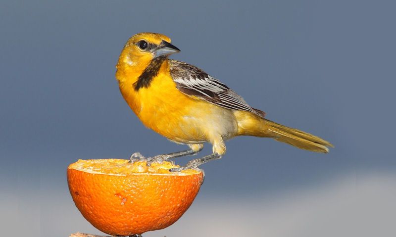 Oriole bird eating orange slice