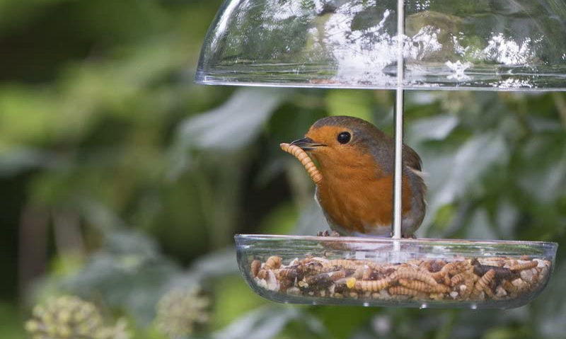 Red breasted Robin seen with mealworm in beak perched on feeder tray