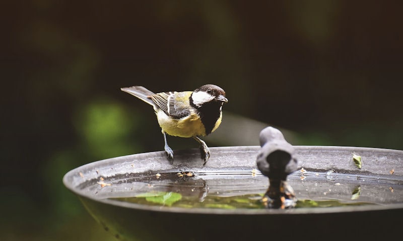 Great Tit perched on rim of cast iron bird bath