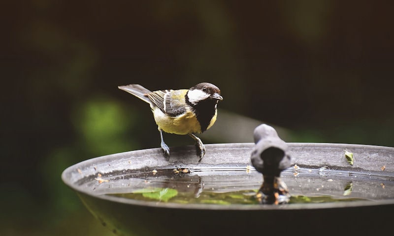 Cast Iron Bird Bath on Stand