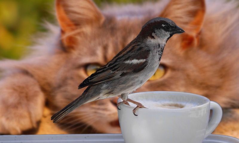 Cat in background watching Sparrow in foreground