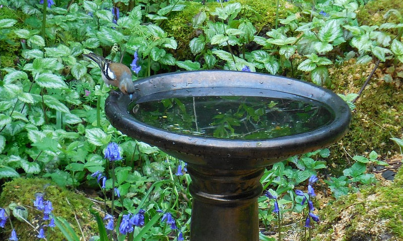 Wild bird perched on rim of ceramic bird bath in garden
