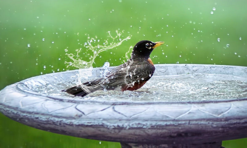 Small wild bird frolicking in bird bath water