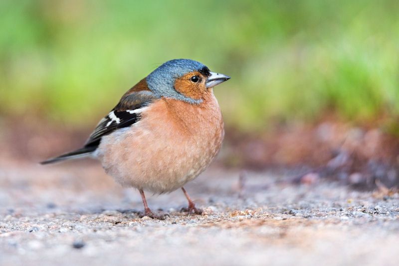 Chaffinch looking on well foraging on ground