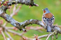 Chaffinch from behind