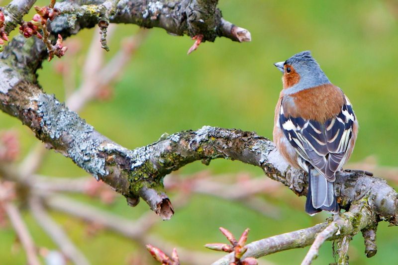 Chaffinch rear view