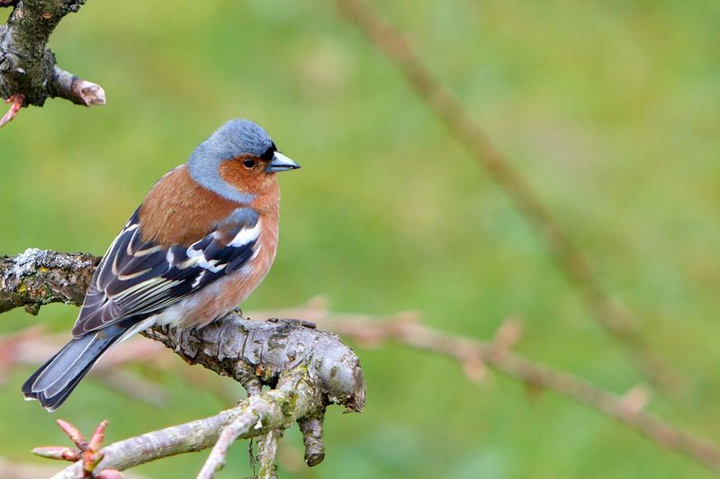 Chaffinch perched on thick branch