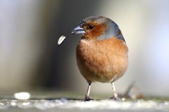 Chaffinch losing seed