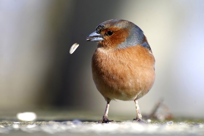 Chaffinch losing a seed