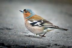 Chaffinch on gritty ground