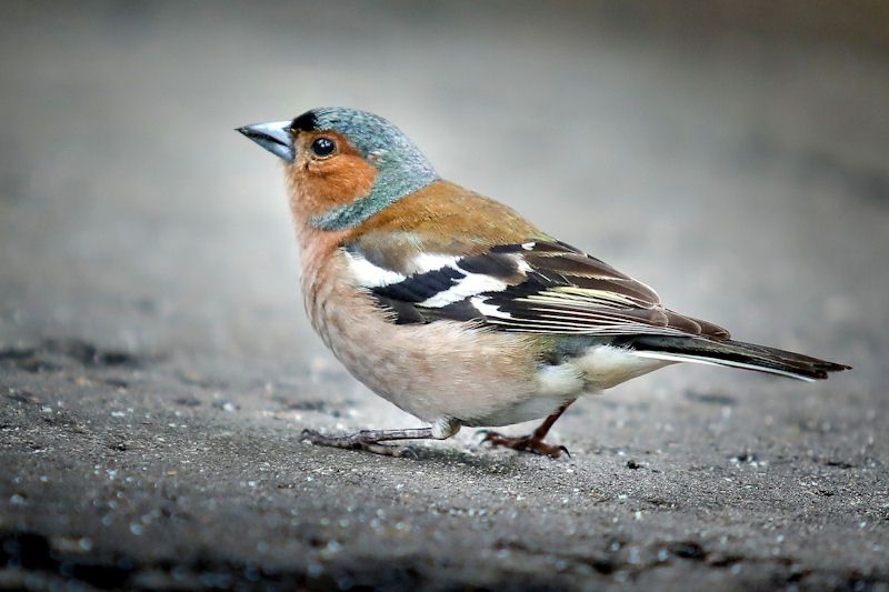 Chaffinch standing on to black gritty ground
