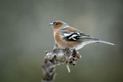 Chaffinch on sturdy branch