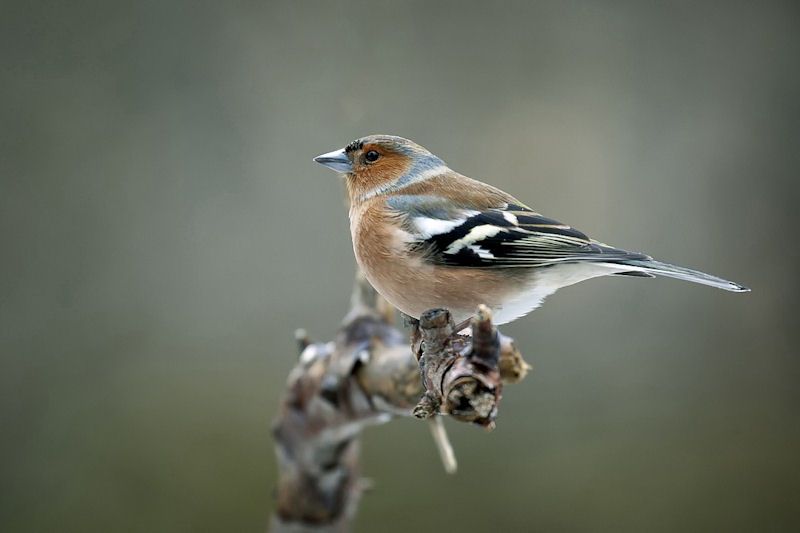 Profile picture of a Chaffinch