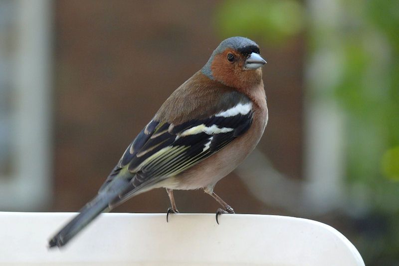 Chaffinch perched on ornamental gardan furniture