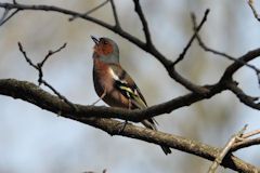 Chaffinch perched on branch