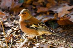 Chaffinch at root of tree