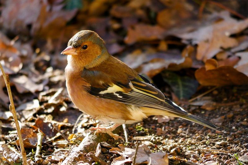 Chaffinch perched on root of tree