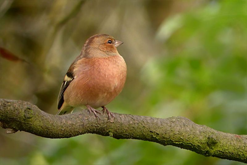 Chaffinch sitting on thick tree branch