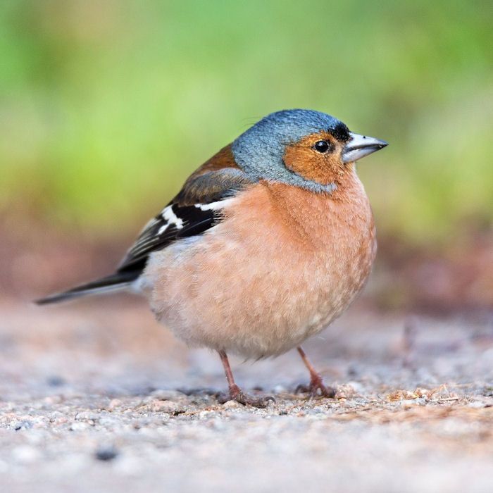 Chaffinch on ground