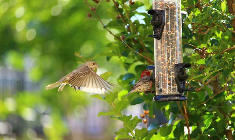 Wild birds using super clean seed feeder