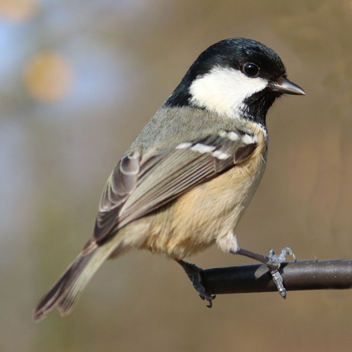 Coal Tit on end of perch