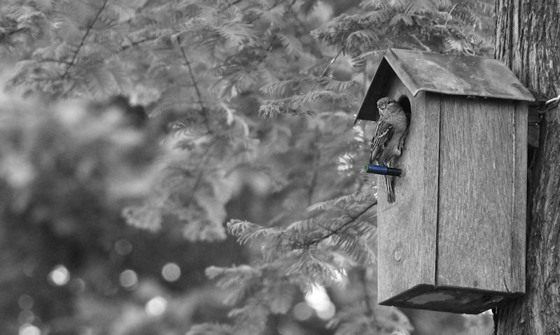 Sparrow standing on perch