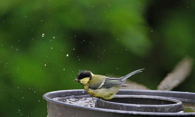 Great Tit frolicking around in metal bird bath