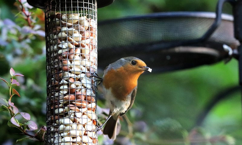 Robin clinging onto mesh peanut bird feeder, hanging off feeding station