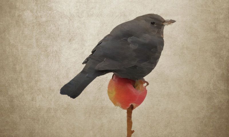 Bird sitting on apple, impaled on fur tree
