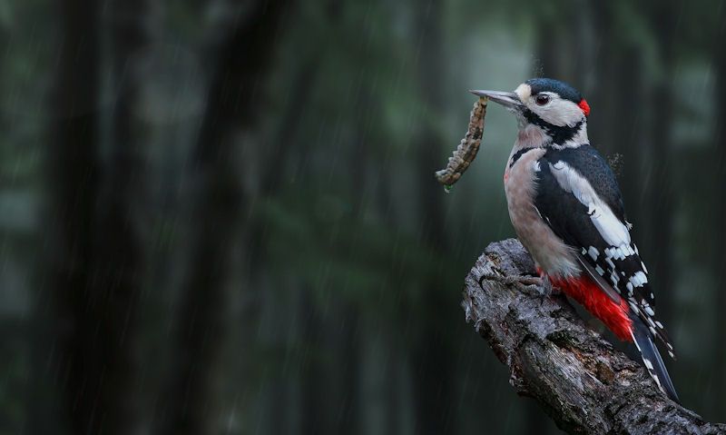 Woodpecker feeding in rain