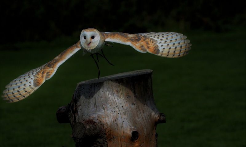 Tamed owl taking flight off tree trunk