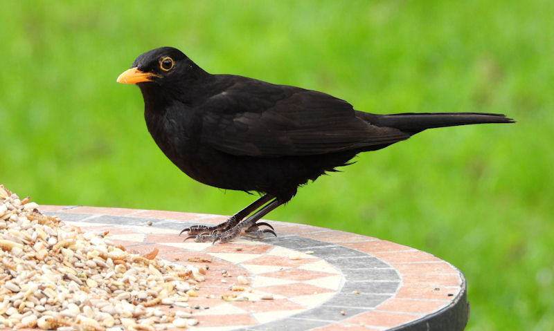 Male Blackbird perched on ceramic bird feeding platform