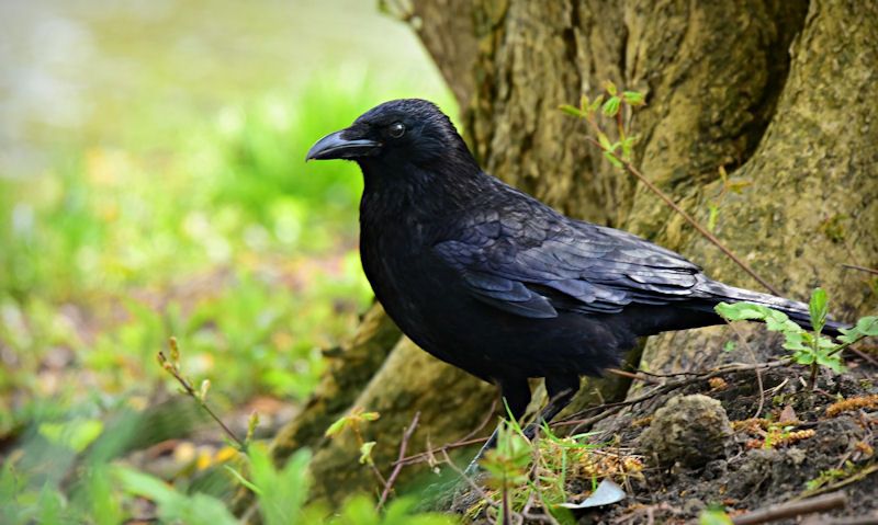 Crow scavaging for insects on the ground