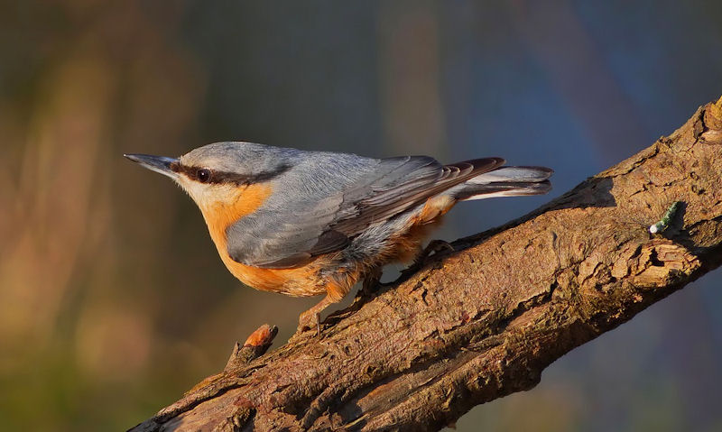 Beautiful profile shot of Nuthatch perched on thick tree branch at sunset