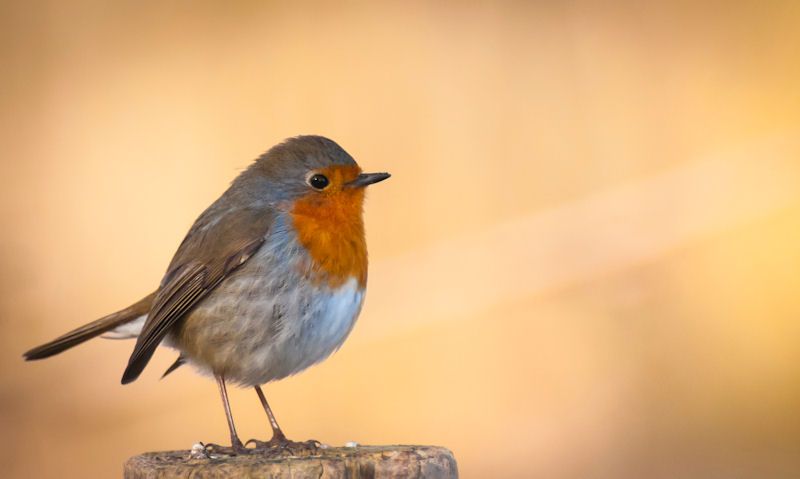 Young Robin perched on top of wooden post